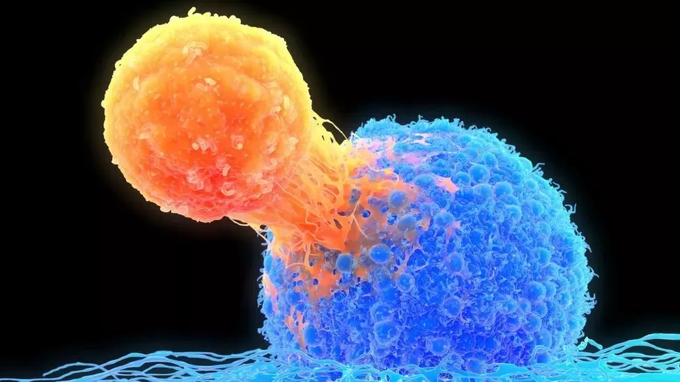 خلايا المناعة