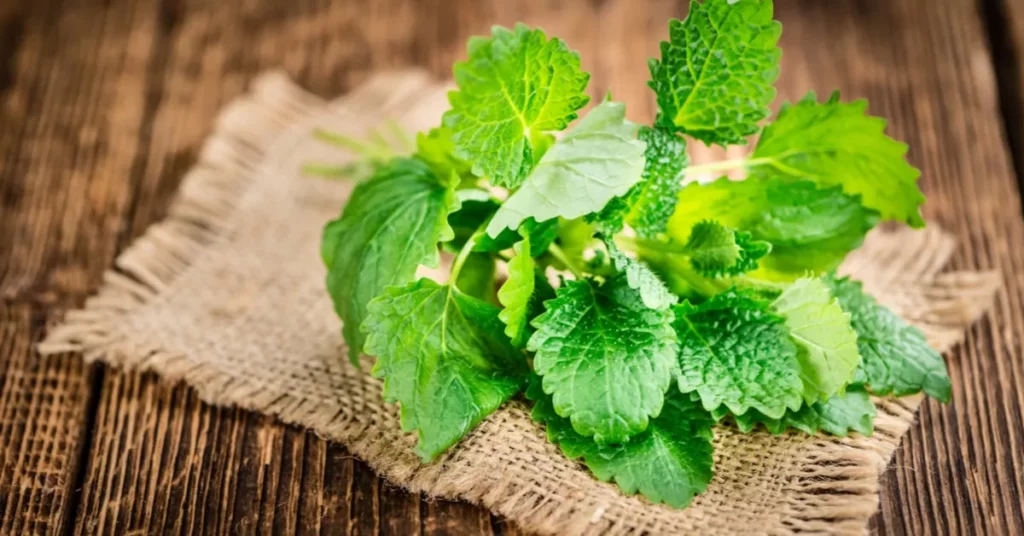 نبتة المليسة