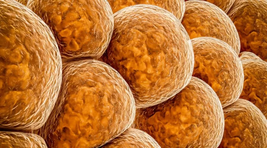 اكتشاف بروتين يحرق الدهون البنية