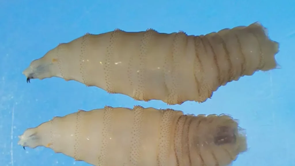 طفيلي المشوكة