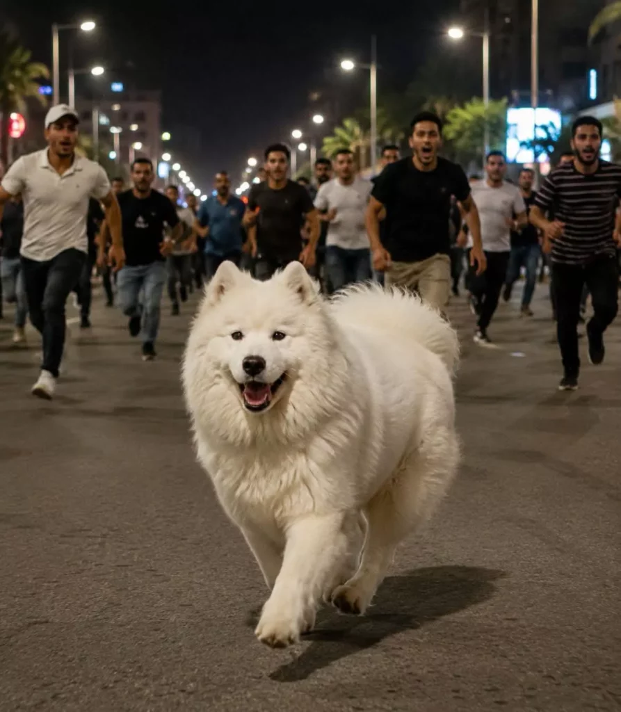 الكلبة سكر المفقودة