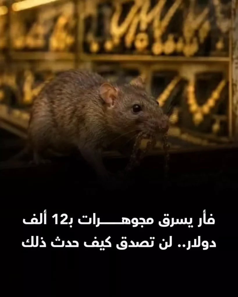 فأر يسرق مجوهرات